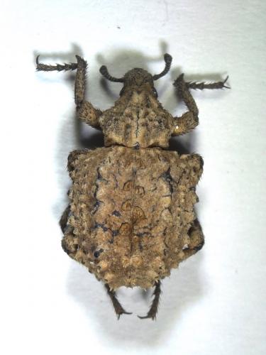Brachycerus sp.